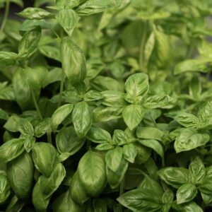 Basilikum Genovese