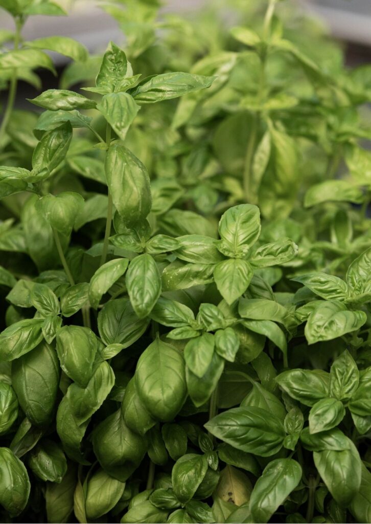 Basilikum Genovese