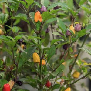 Chili Chinese Five Color