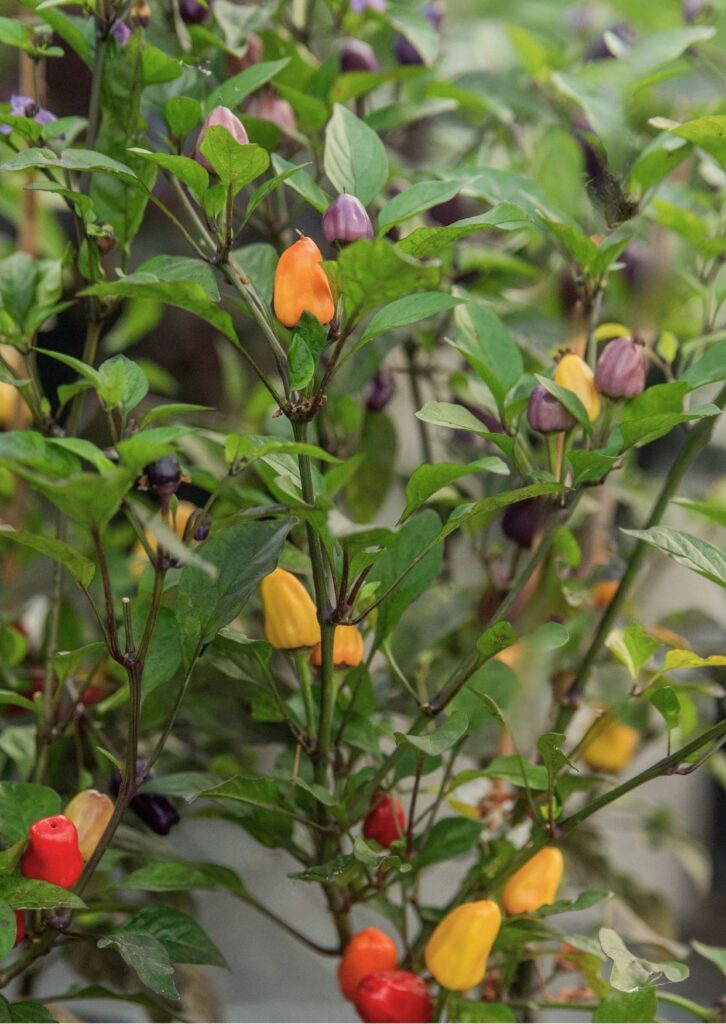 Chili Chinese Five Color