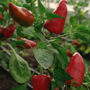 Chili Jalapeno Ruben