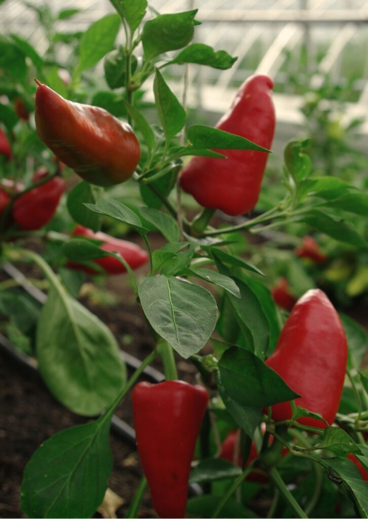 Chili Jalapeno Ruben