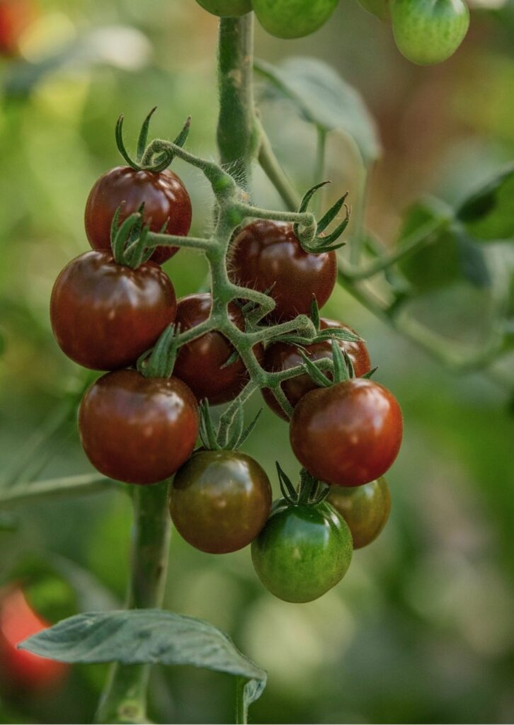 Cocktailparadeiser Cerise Noire