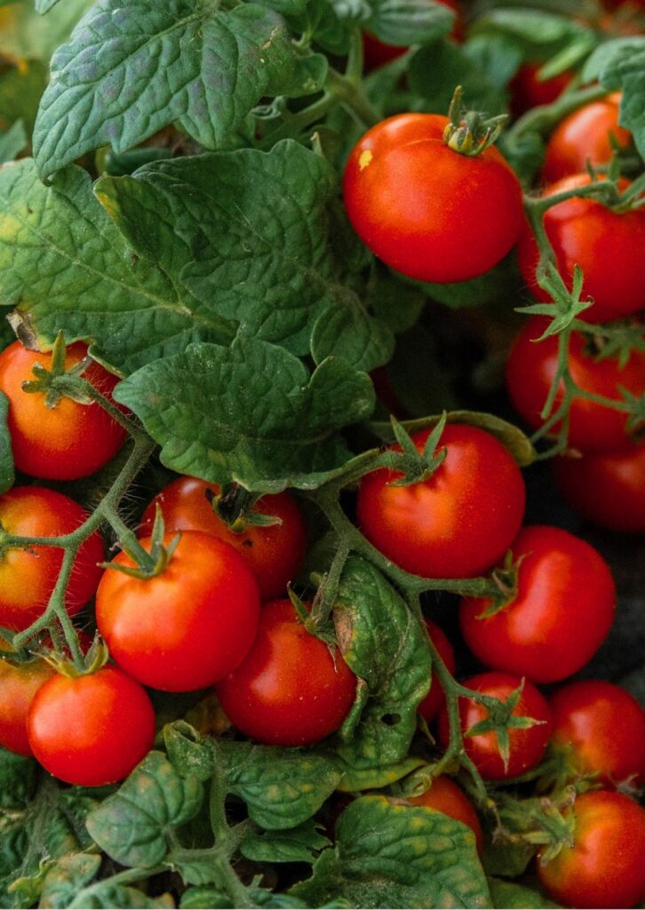 Cocktailparadeiser Cherry Cascade