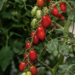 Cocktailparadeiser Elfin