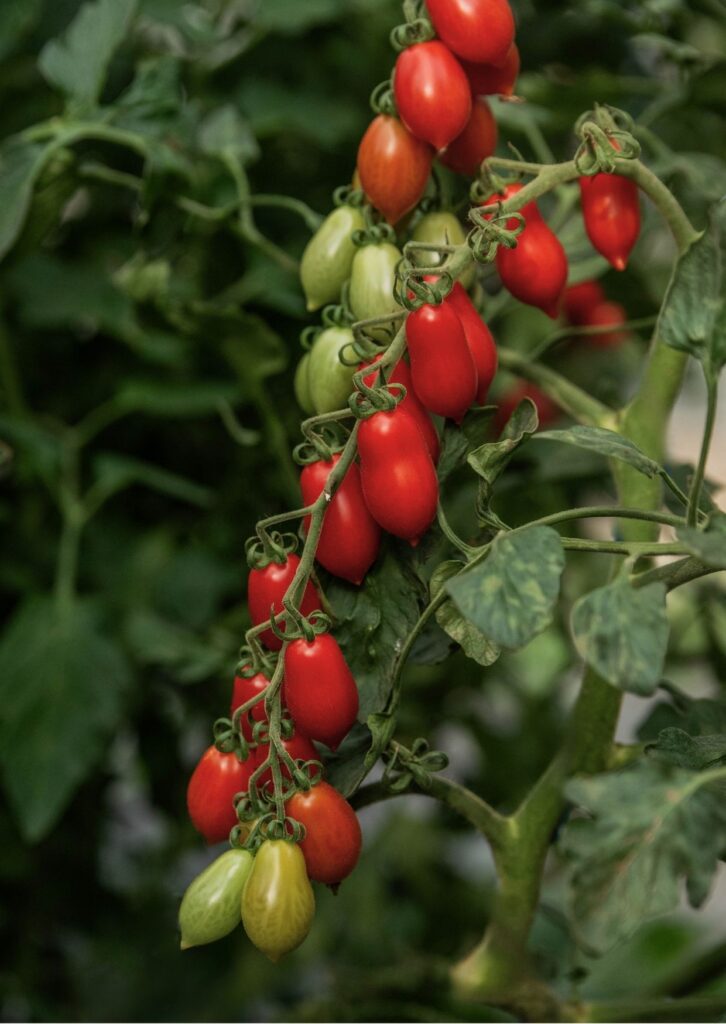 Cocktailparadeiser Elfin