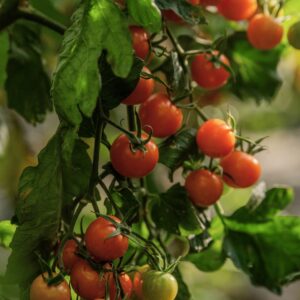 Cocktailparadeiser Goldita