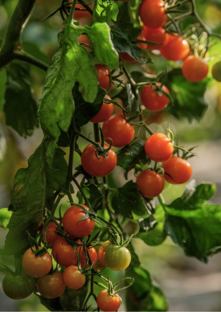 Cocktailparadeiser Goldita