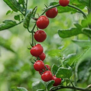 Cocktailparadeiser Primabella