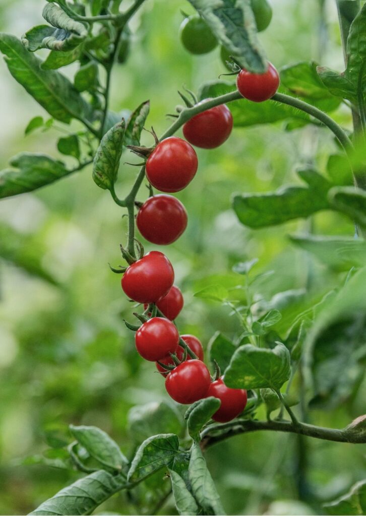 Cocktailparadeiser Primabella