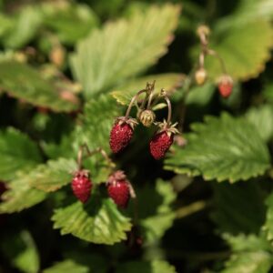 Erdbeere Monatserdbeere Rügen