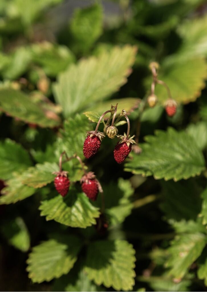 Erdbeere Monatserdbeere Rügen