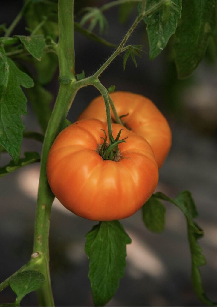 Fleischparadeiser Bernstein Baron