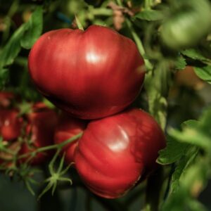 Fleischparadeiser Katharina