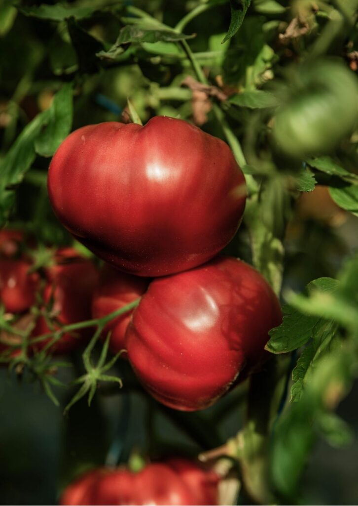 Fleischparadeiser Katharina