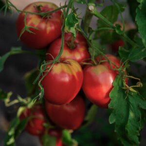 Fleischparadeiser Ochsenherz Österreicher