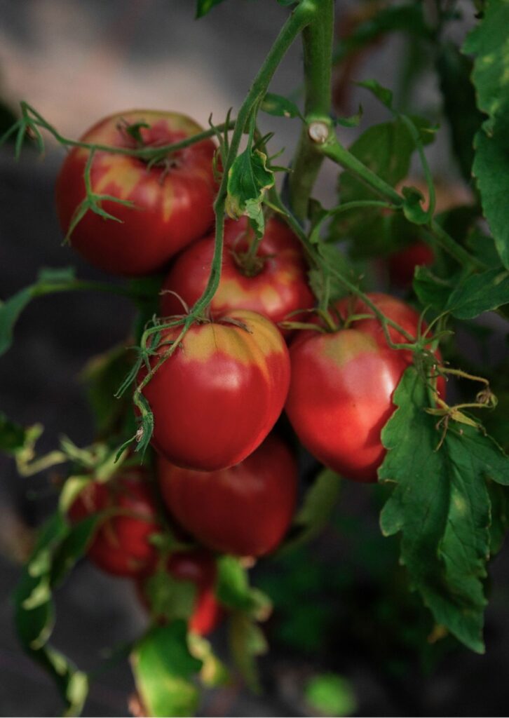 Fleischparadeiser Ochsenherz Österreicher