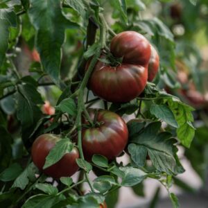 Fleischparadeiser Schwarze von der Krim