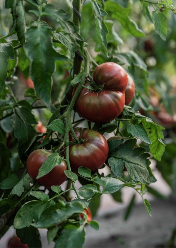 Fleischparadeiser Schwarze von der Krim