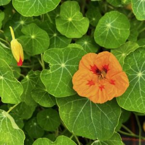 Kräuter Kapuzinerkresse