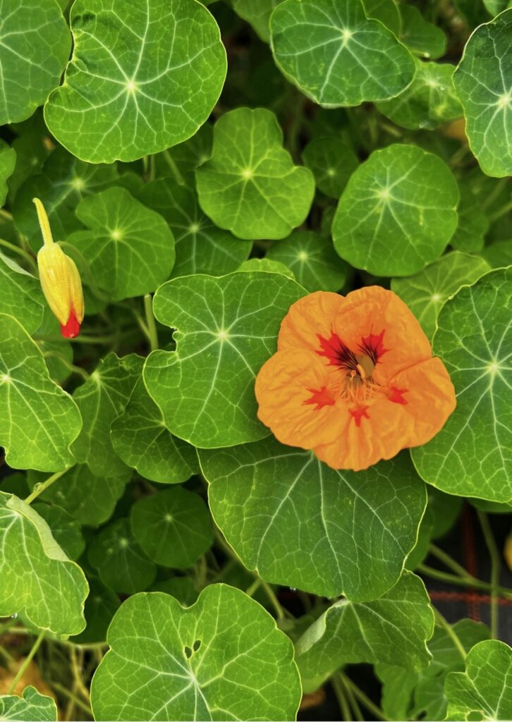 Kräuter Kapuzinerkresse