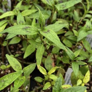 Kräuter Vietnamesischer Koriander