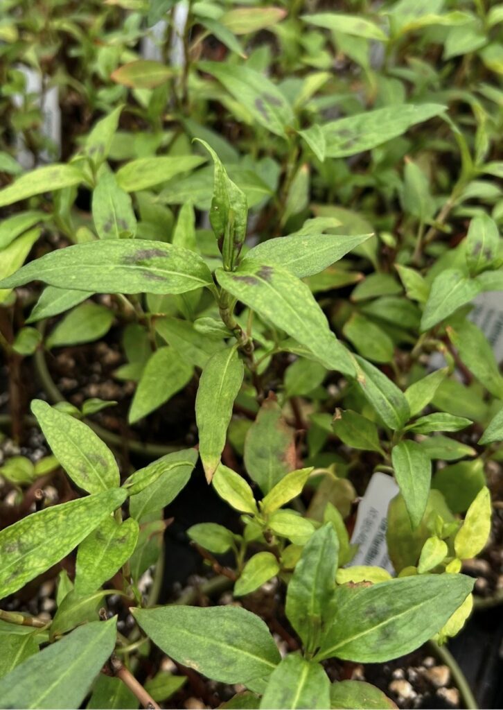 Kräuter Vietnamesischer Koriander