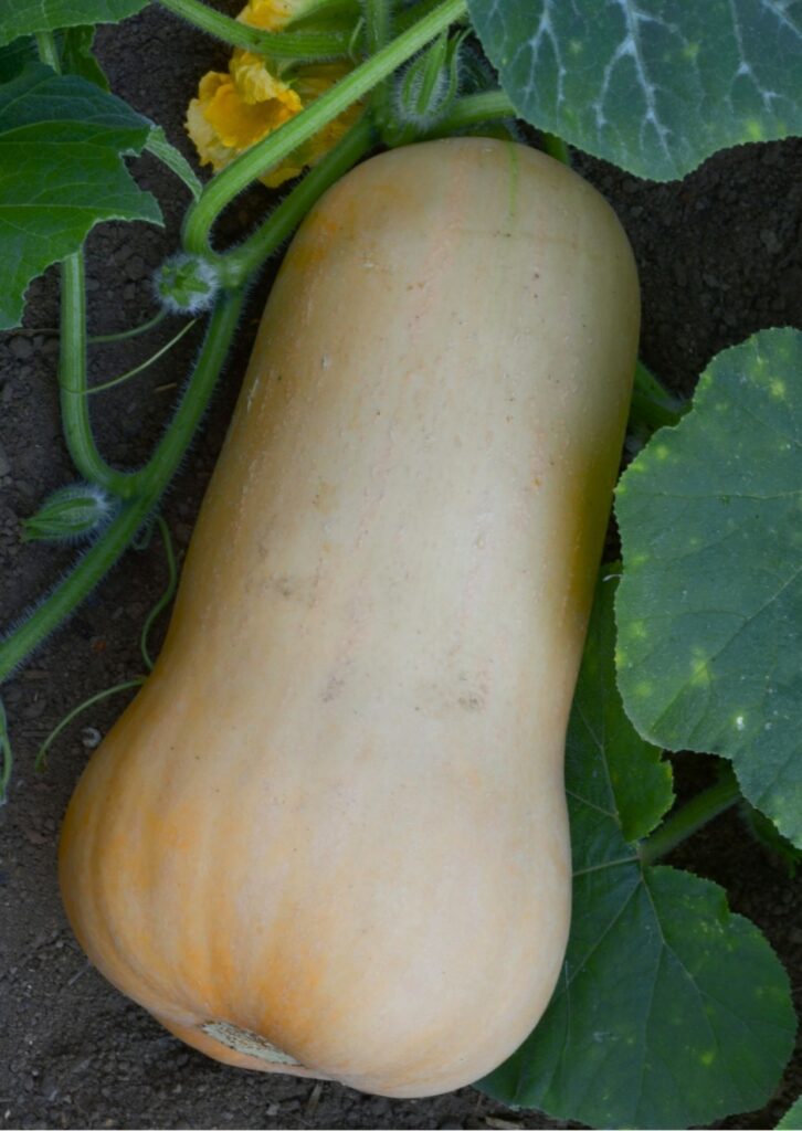 Kürbis Butternut