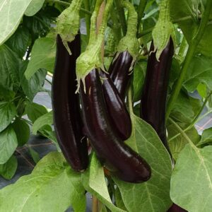 Melanzani Violetta Lunga