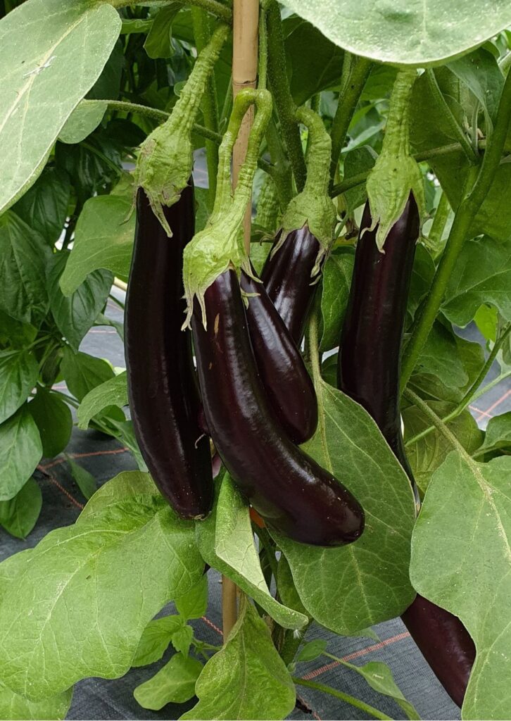 Melanzani Violetta Lunga