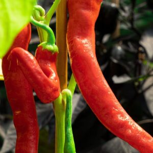 Paprika Milder Spiral