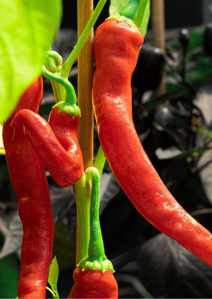 Paprika Milder Spiral