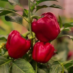 Paprika Neusiedler Ideal