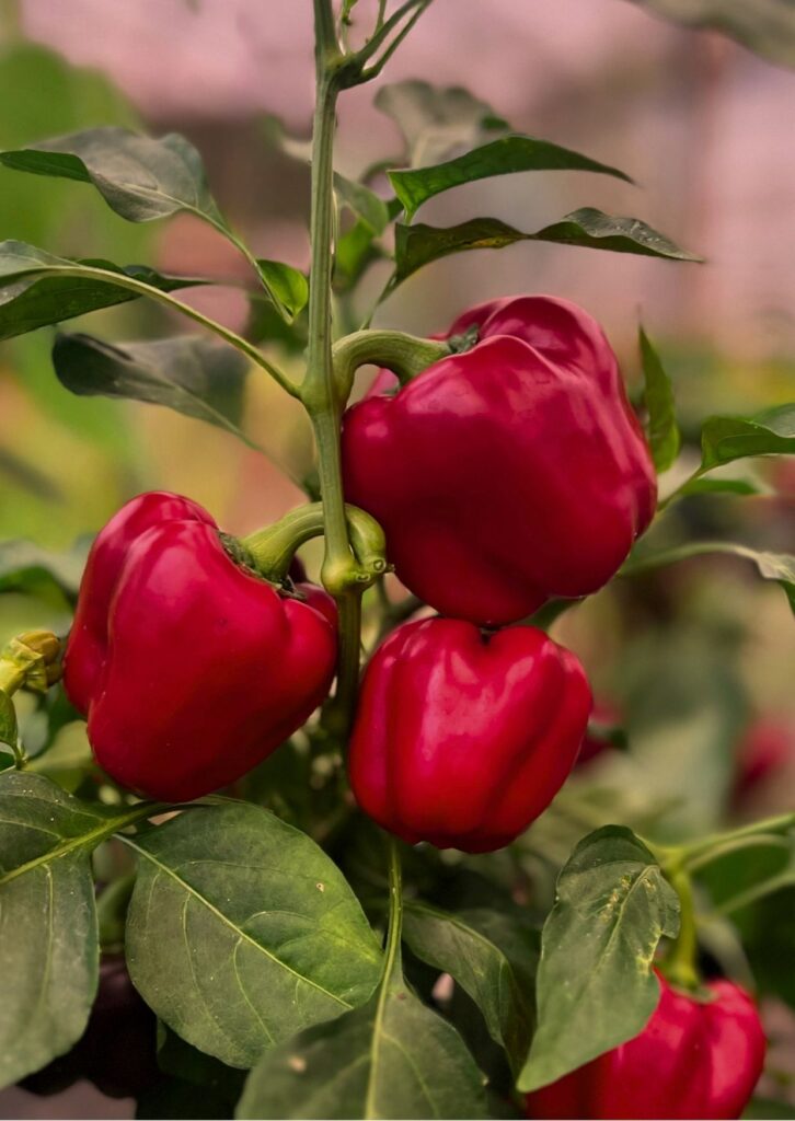 Paprika Neusiedler Ideal