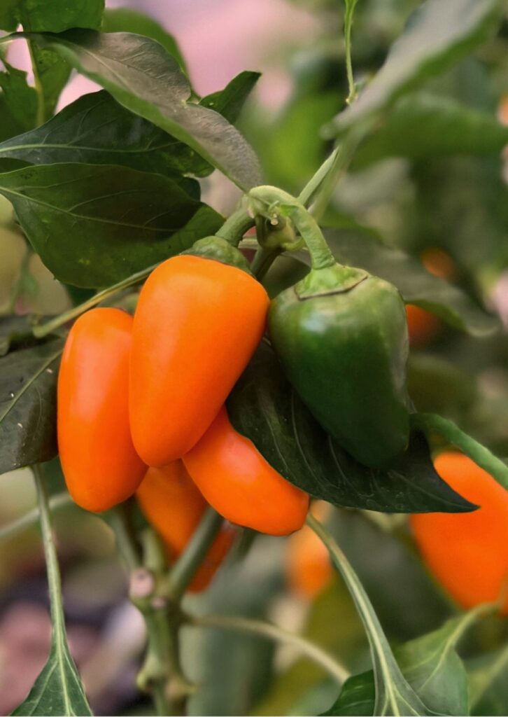 Paprika Sweet Bite Ophelia