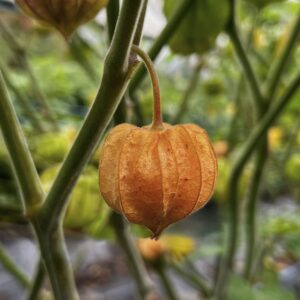Rarität Andenbeere Schönbrunner Gold