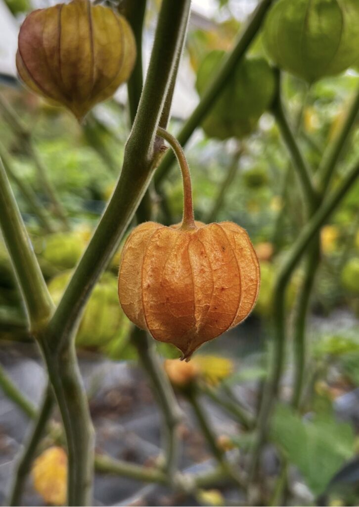 Rarität Andenbeere Schönbrunner Gold