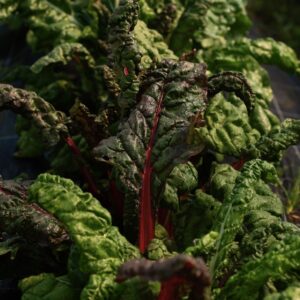 Rarität Mangold Tre Colori