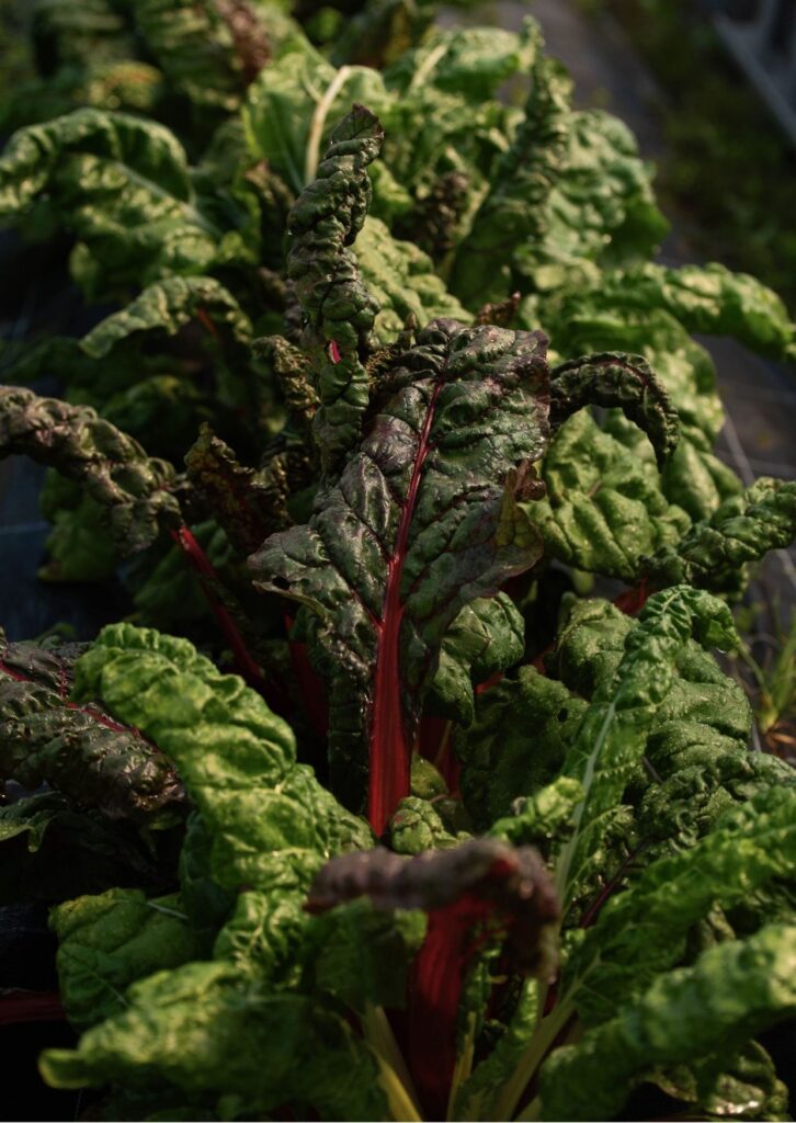 Rarität Mangold Tre Colori