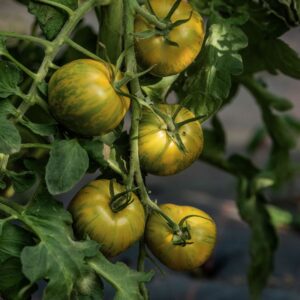 Salatparadeiser Green Zebra