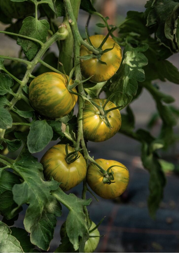 Salatparadeiser Green Zebra