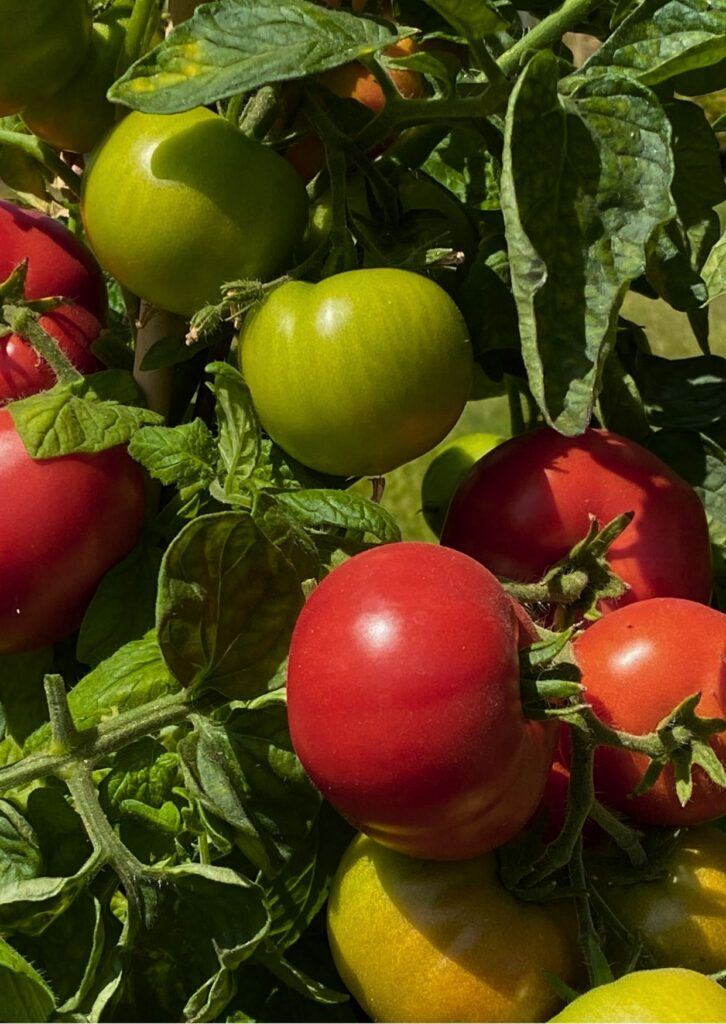 Salatparadeiser Kremser Perle