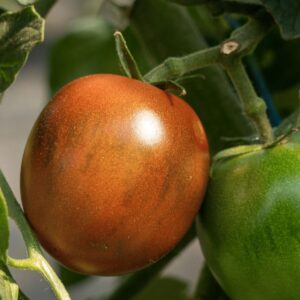 Salatparadeiser Paul Robeson