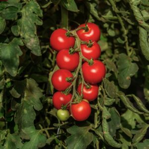 Salatparadeiser Veni Vidi Vici