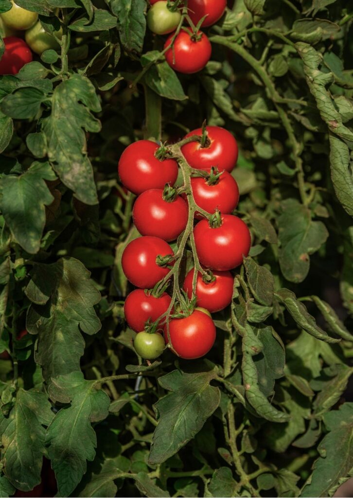 Salatparadeiser Veni Vidi Vici