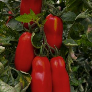 Saucenparadeiser San Marzano