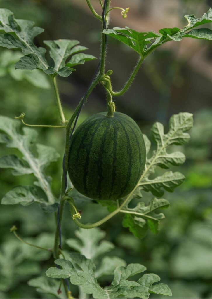 Wassermelone Sugar Baby