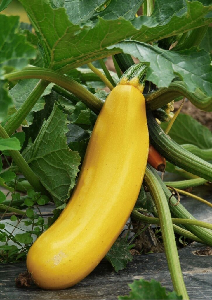 Zucchini Golden Rush