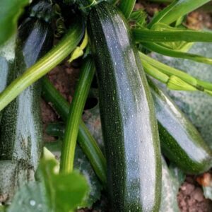 Zucchini Zelena Tikvica