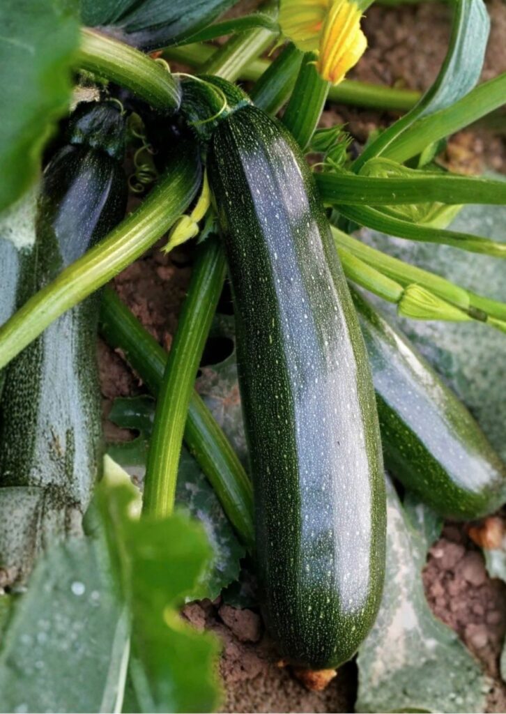 Zucchini Zelena Tikvica